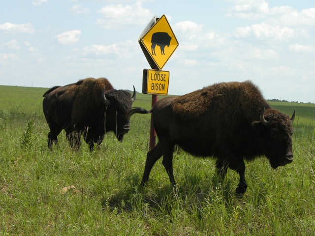 Falling Bison